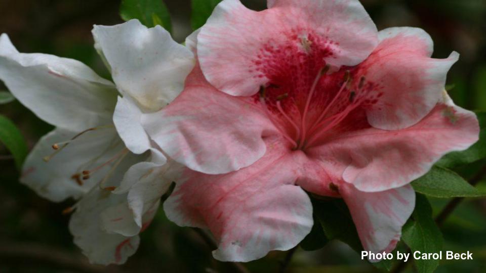 Red Azaleas