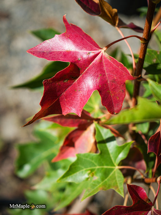 Acer truncatum x 'Urban Sunset' Shantung Maple