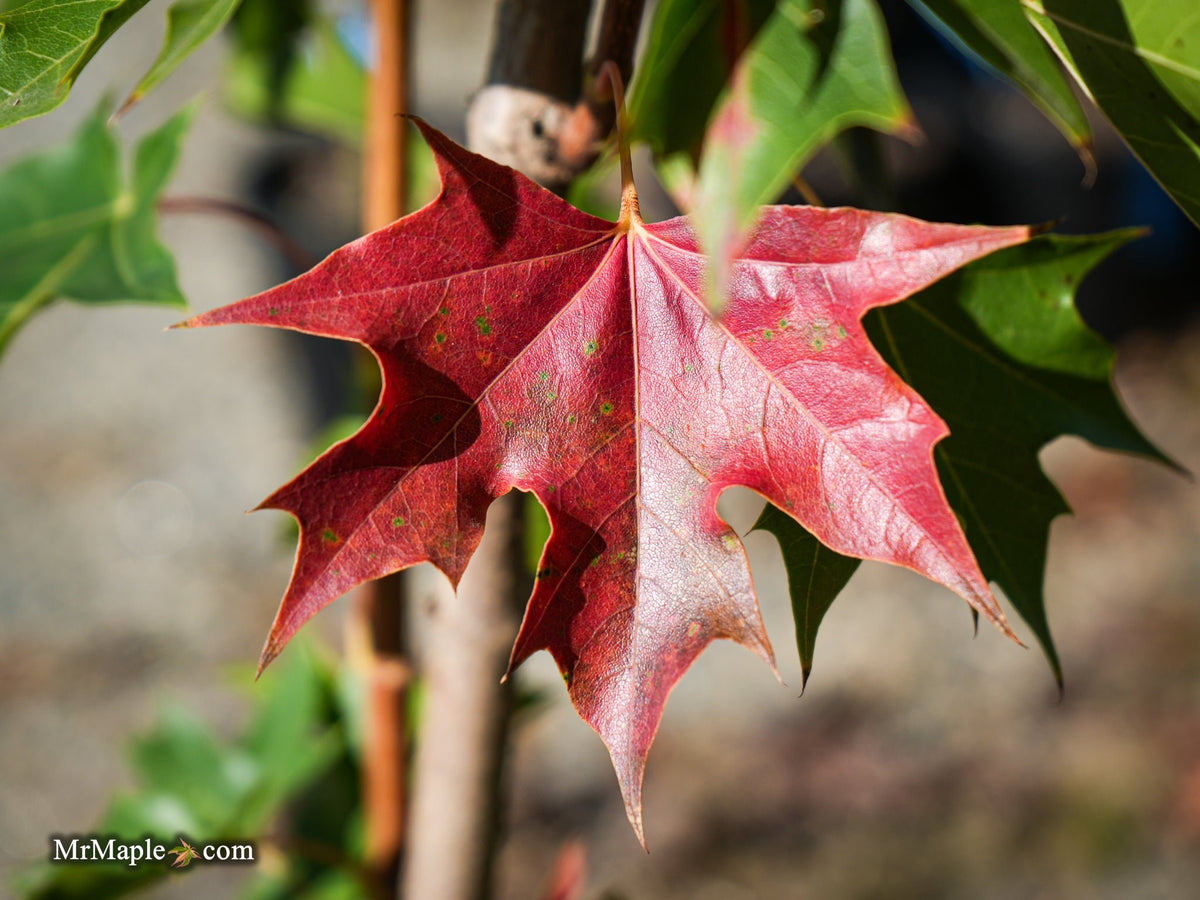 むぎゅうさ「Autumnal tints」 Red Leaf Buy Acer truncatum x 'Urban Sunset' Shantung Maple — Mr