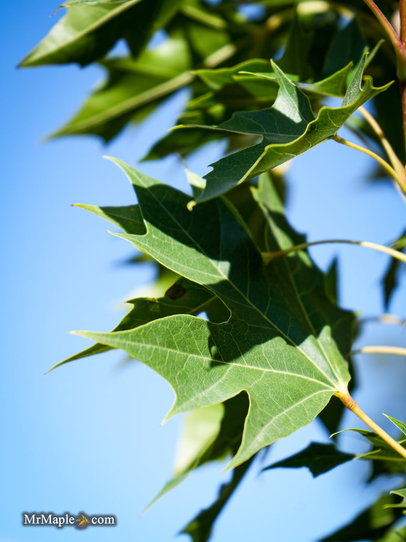 FOR PICKUP ONLY | Acer truncatum x 'Urban Sunset' Shantung Maple | DOES NOT SHIP