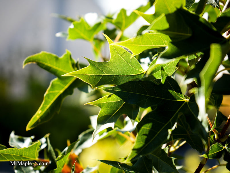 FOR PICKUP ONLY | Acer truncatum x 'Urban Sunset' Shantung Maple | DOES NOT SHIP