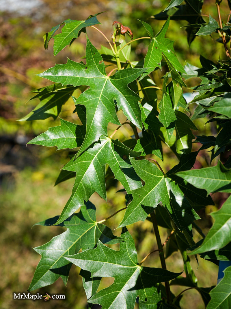 FOR PICKUP ONLY | Acer truncatum x 'Urban Sunset' Shantung Maple | DOES NOT SHIP