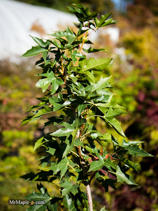 Acer truncatum x 'Urban Sunset' Shantung Maple