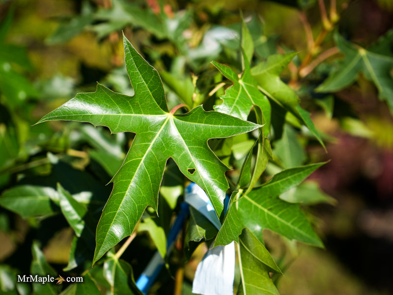 FOR PICKUP ONLY | Acer truncatum x 'Urban Sunset' Shantung Maple | DOES NOT SHIP