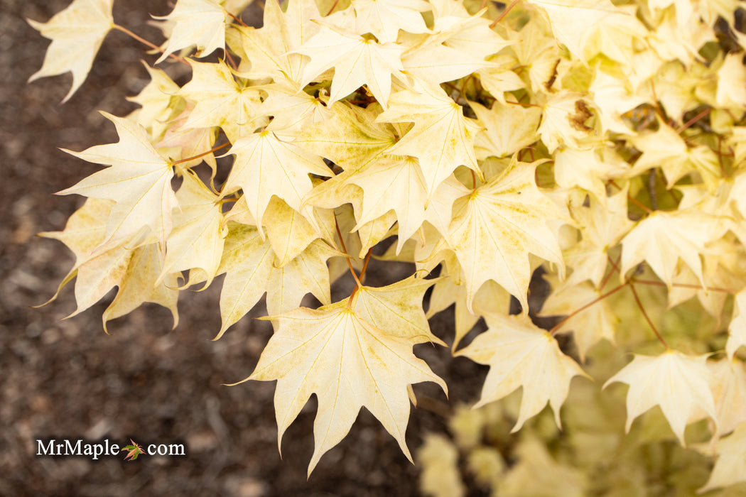 Acer pictum 'Usugumo' Batwing Maple