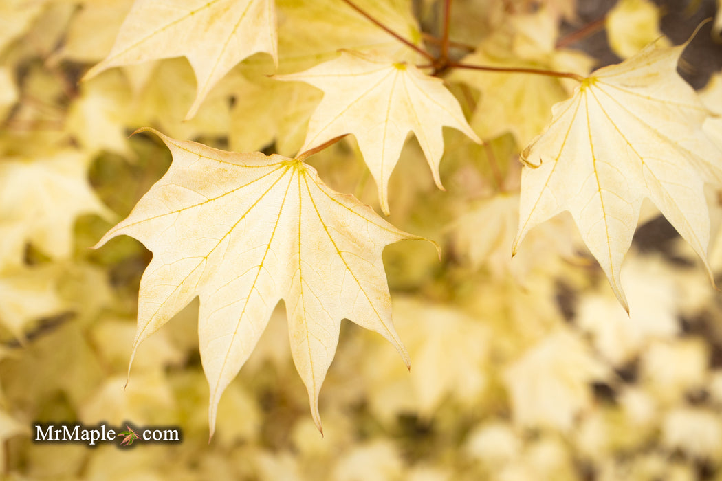 Acer pictum 'Usugumo' Batwing Maple