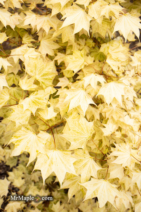 Acer pictum 'Usugumo' Batwing Maple