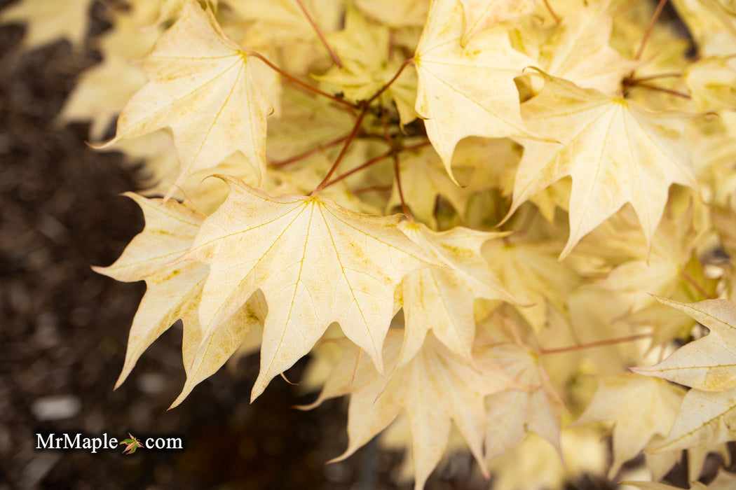 Acer pictum 'Usugumo' Batwing Maple