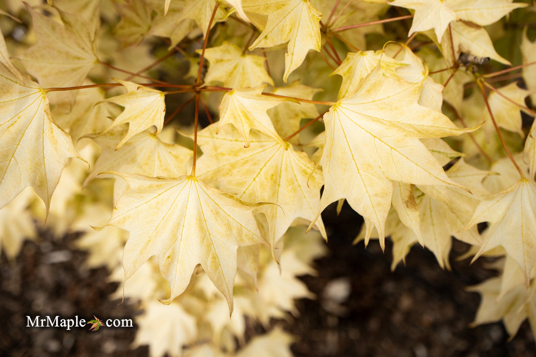 Acer pictum 'Usugumo' Batwing Maple