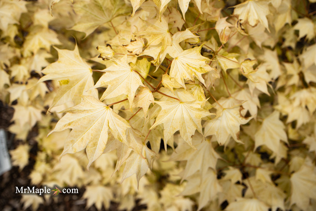 Acer pictum 'Usugumo' Batwing Maple