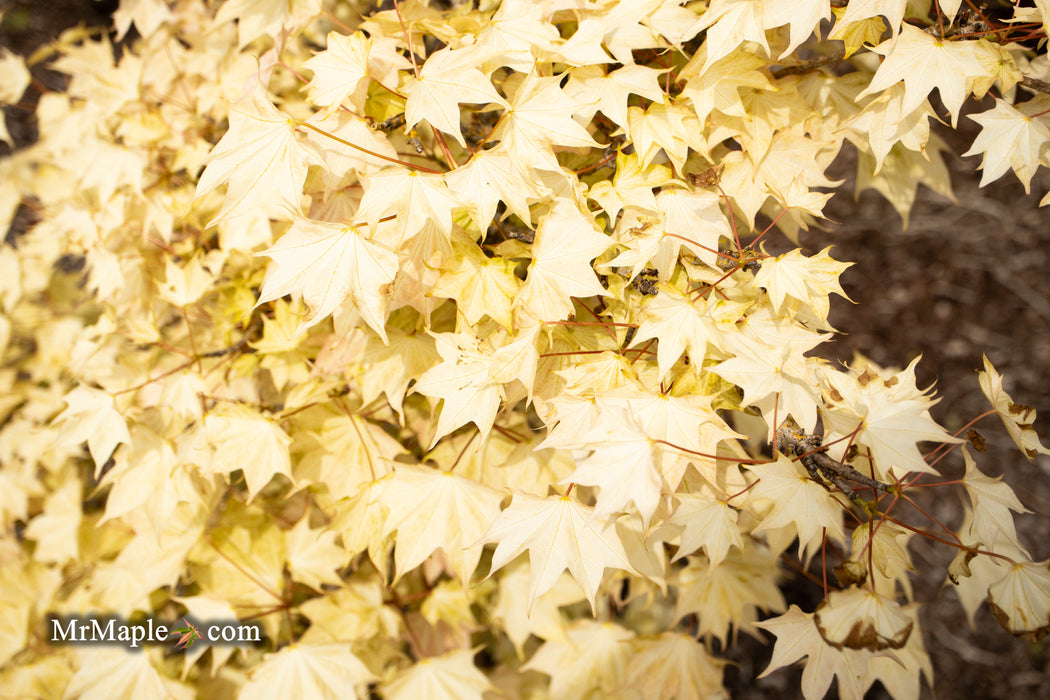 Acer pictum 'Usugumo' Batwing Maple