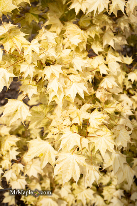 Acer pictum 'Usugumo' Batwing Maple