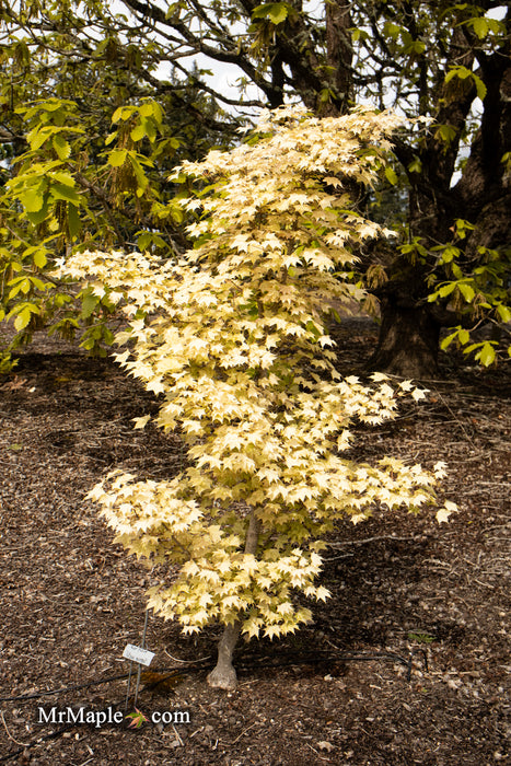 Acer pictum 'Usugumo' Batwing Maple