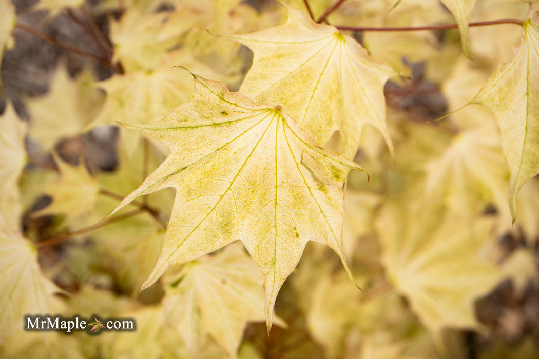 Acer pictum 'Usugumo' Batwing Maple