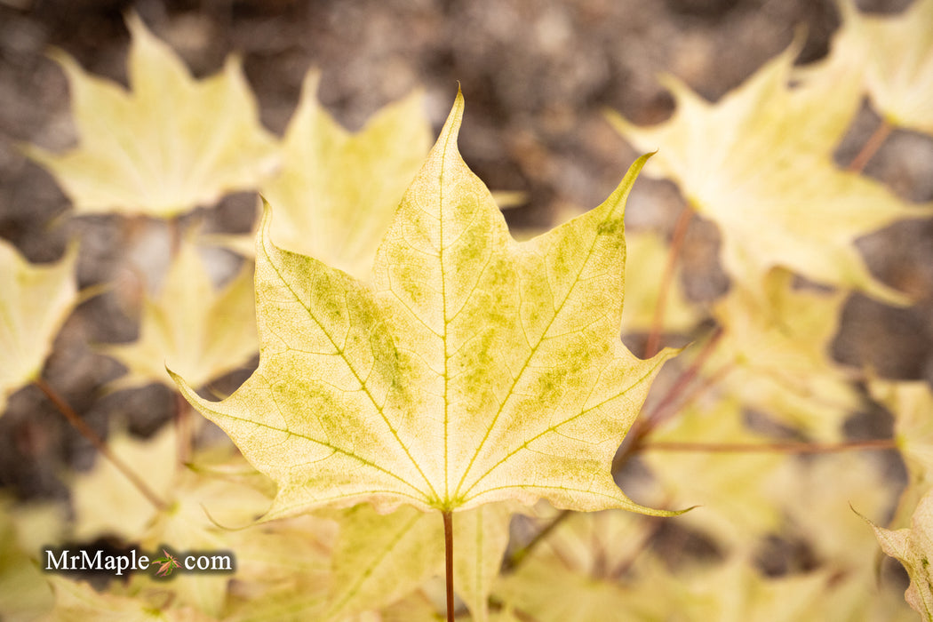 Acer pictum 'Usugumo' Batwing Maple