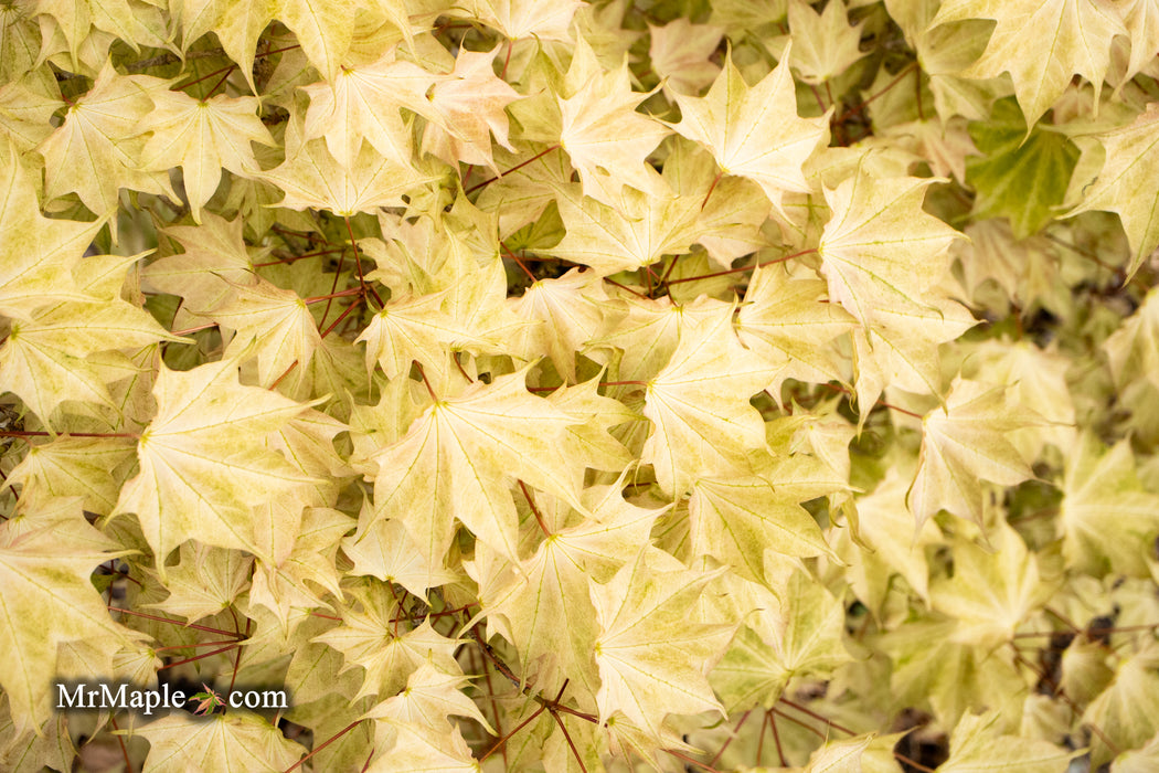 Acer pictum 'Usugumo' Batwing Maple