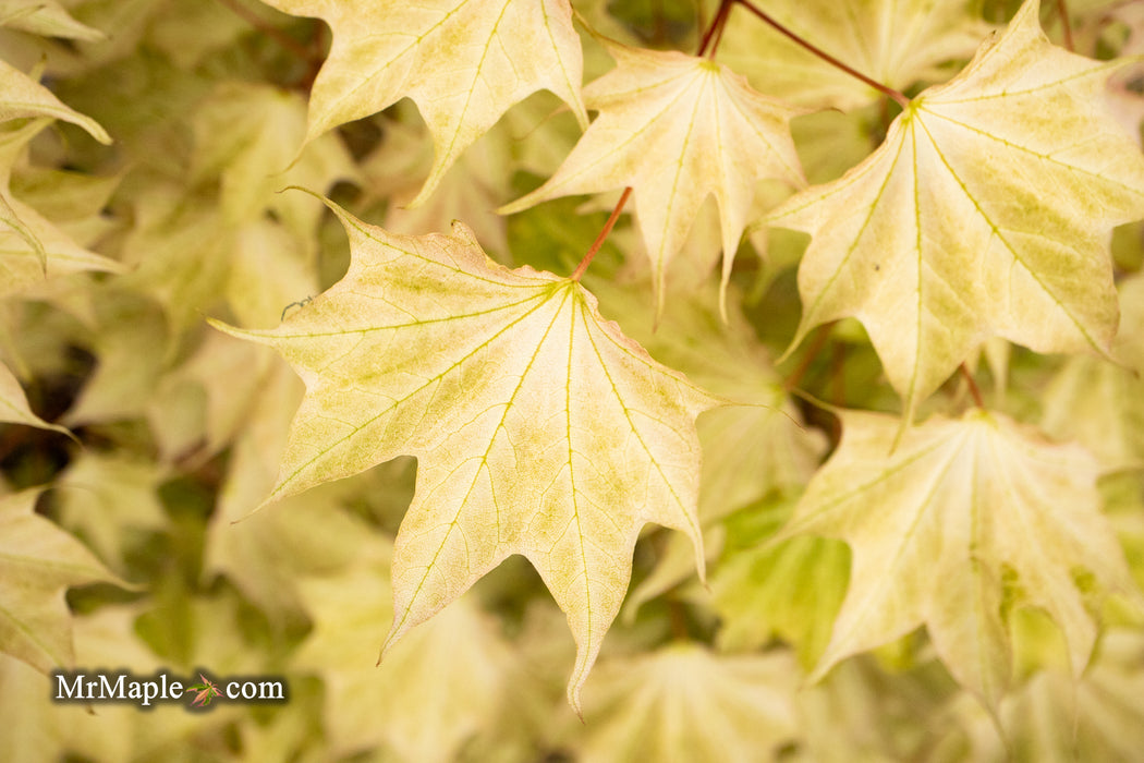 Acer pictum 'Usugumo' Batwing Maple