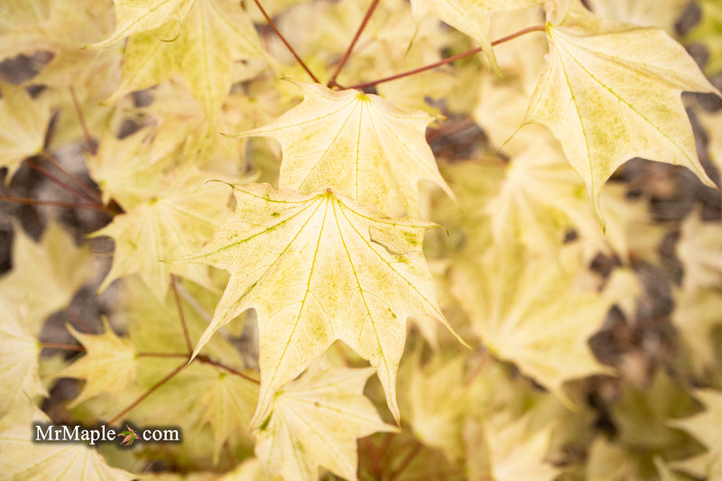 Acer pictum 'Usugumo' Batwing Maple