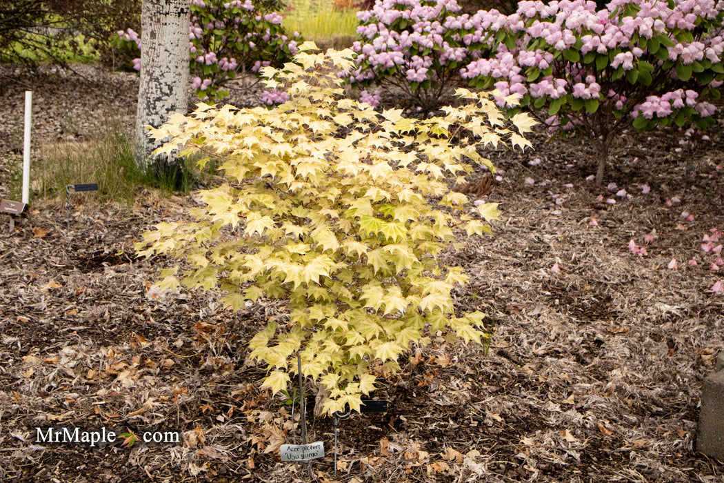 Acer pictum 'Usugumo' Batwing Maple