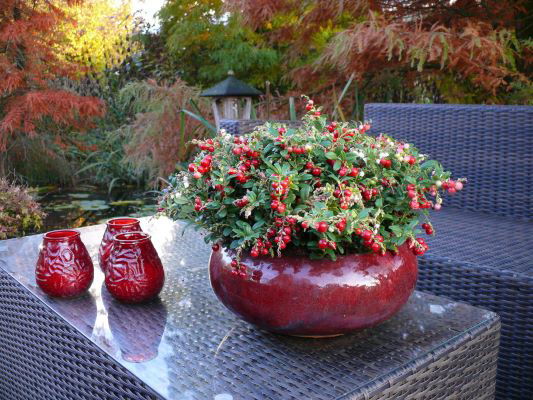 Vaccinium vitus-idaea ‘Red Candy’ Lingonberry Bush - Mr Maple │ Buy Japanese Maple Trees