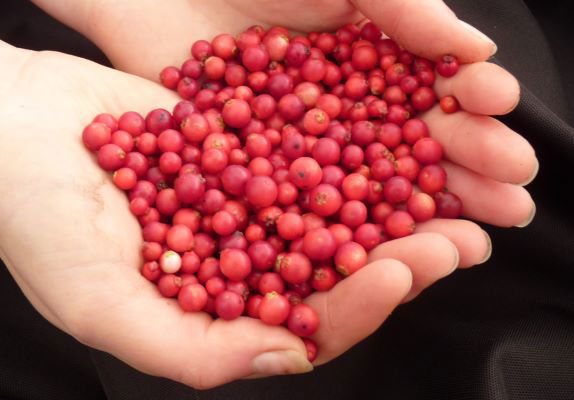 Vaccinium vitus-idaea ‘Red Candy’ Lingonberry Bush - Mr Maple │ Buy Japanese Maple Trees