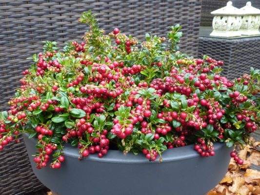 Mr Maple Lingonberry Bush - Thumbnail 3
