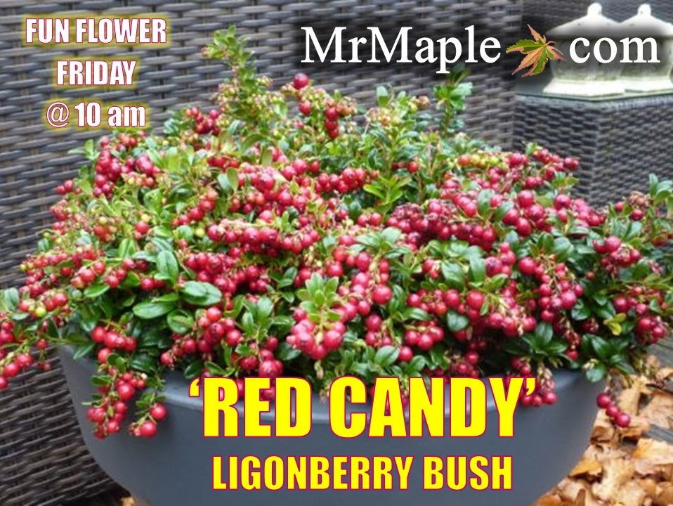 Mr Maple Lingonberry Bush - Thumbnail 4