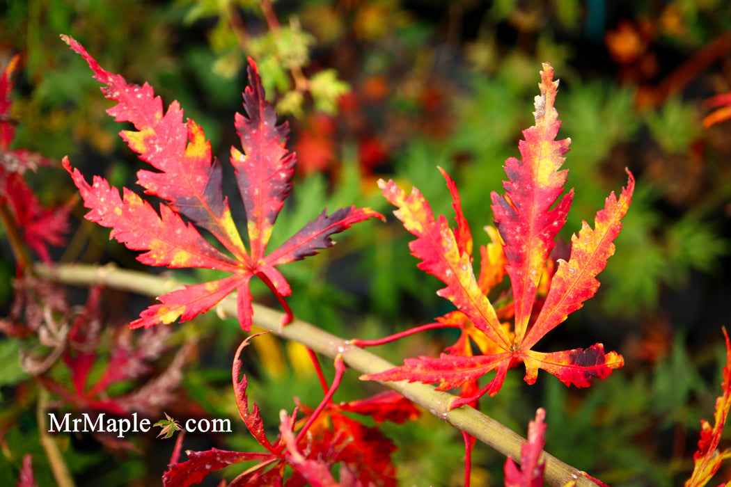 Acer palmatum 'Van Essen Gold' Japanese Maple