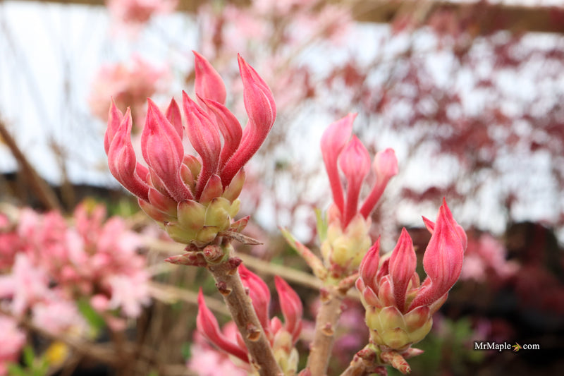 Rhododendron canescens 'Varnadoe's Pink' Azalea