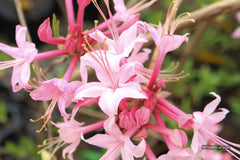 rhododendron canescens Buy Rhododendron canescens 'Varnadoe's Pink' Azalea — Mr Maple │ Buy  Japanese Maple Trees