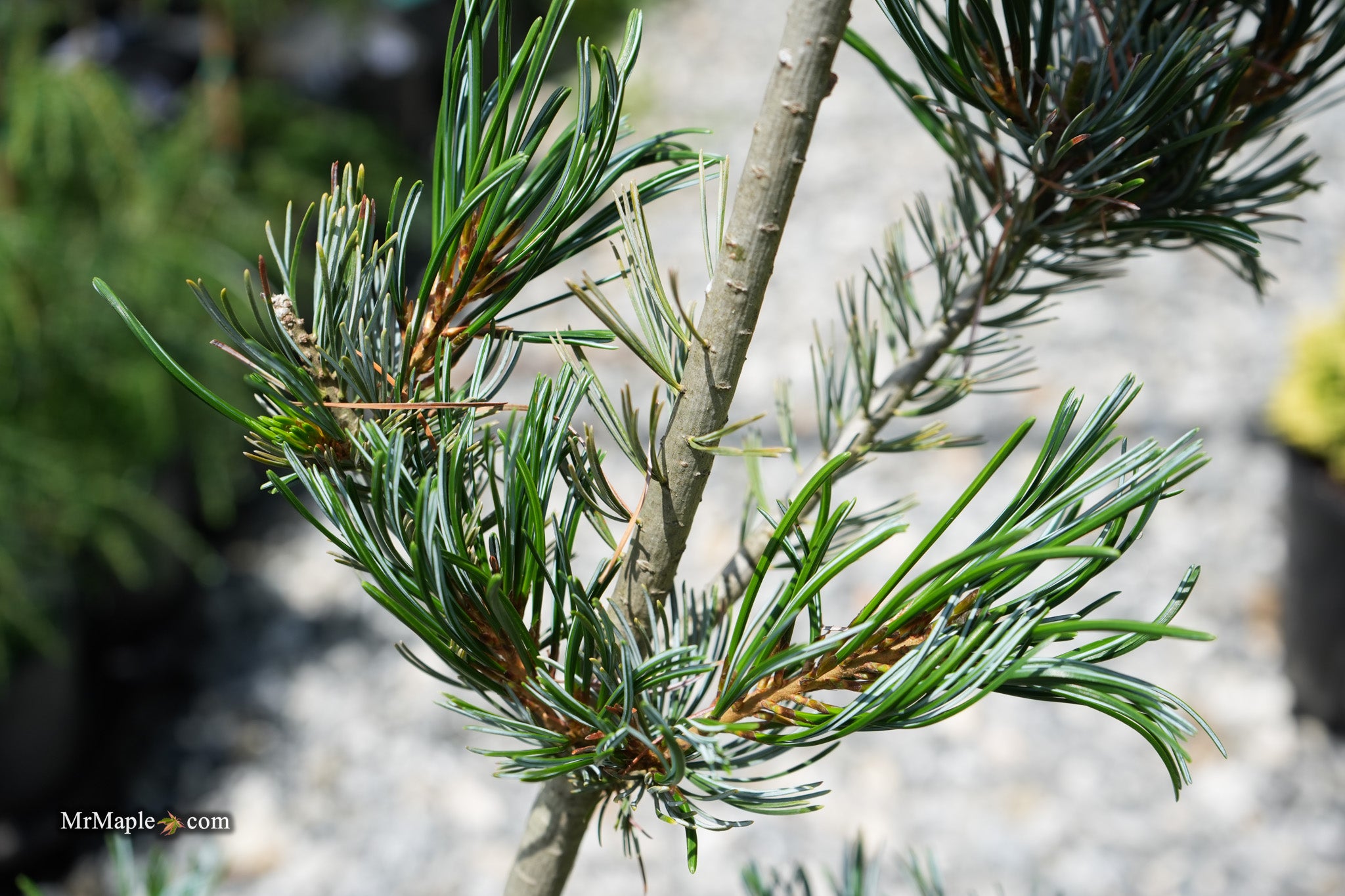 Pinus Venus Buy Pinus parviflora 'Venus' Japanese White Pine Tree — Mr Maple │ Buy ...