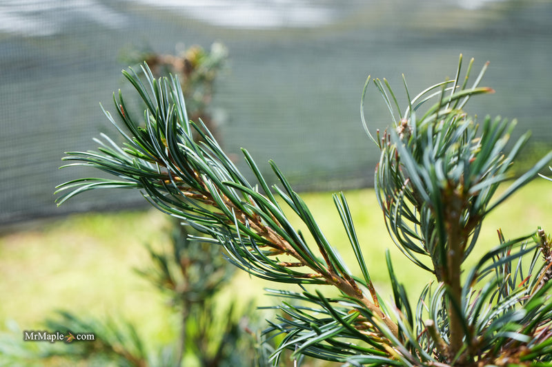 Pinus Venus Buy Pinus parviflora 'Venus' Japanese White Pine Tree — Mr Maple │ Buy ...