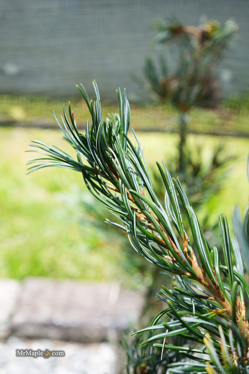 Pinus Venus Buy Pinus parviflora 'Venus' Japanese White Pine Tree — Mr Maple │ Buy ...