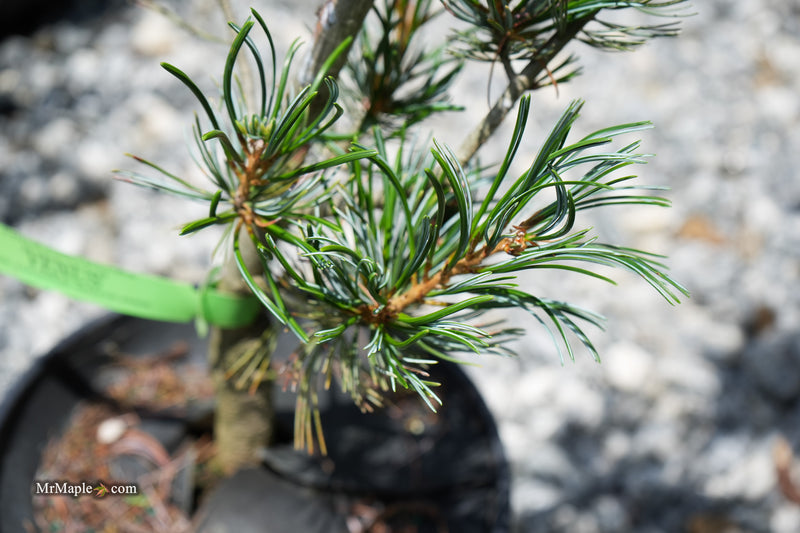 Pinus Venus Buy Pinus parviflora 'Venus' Japanese White Pine Tree — Mr Maple │ Buy ...