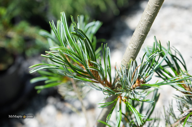 Pinus parviflora 'Venus' Japanese White Pine Tree