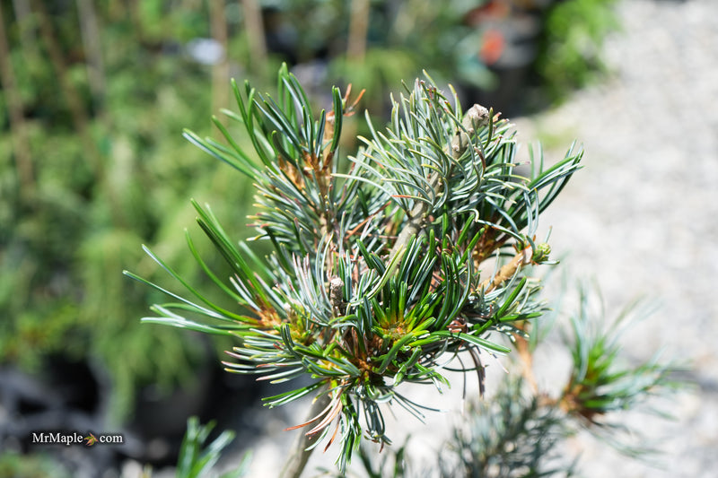 Pinus parviflora 'Venus' Japanese White Pine Tree