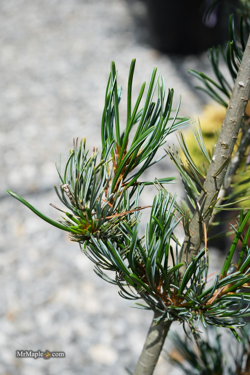 Pinus Venus Buy Pinus parviflora 'Venus' Japanese White Pine Tree — Mr Maple │ Buy ...
