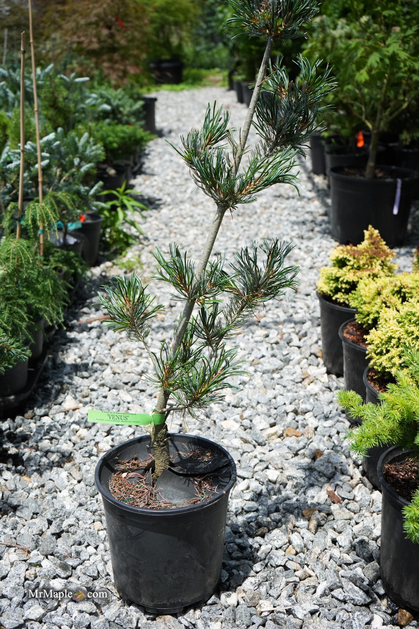 Buy Pinus parviflora 'Venus' Japanese White Pine Tree — Mr Maple