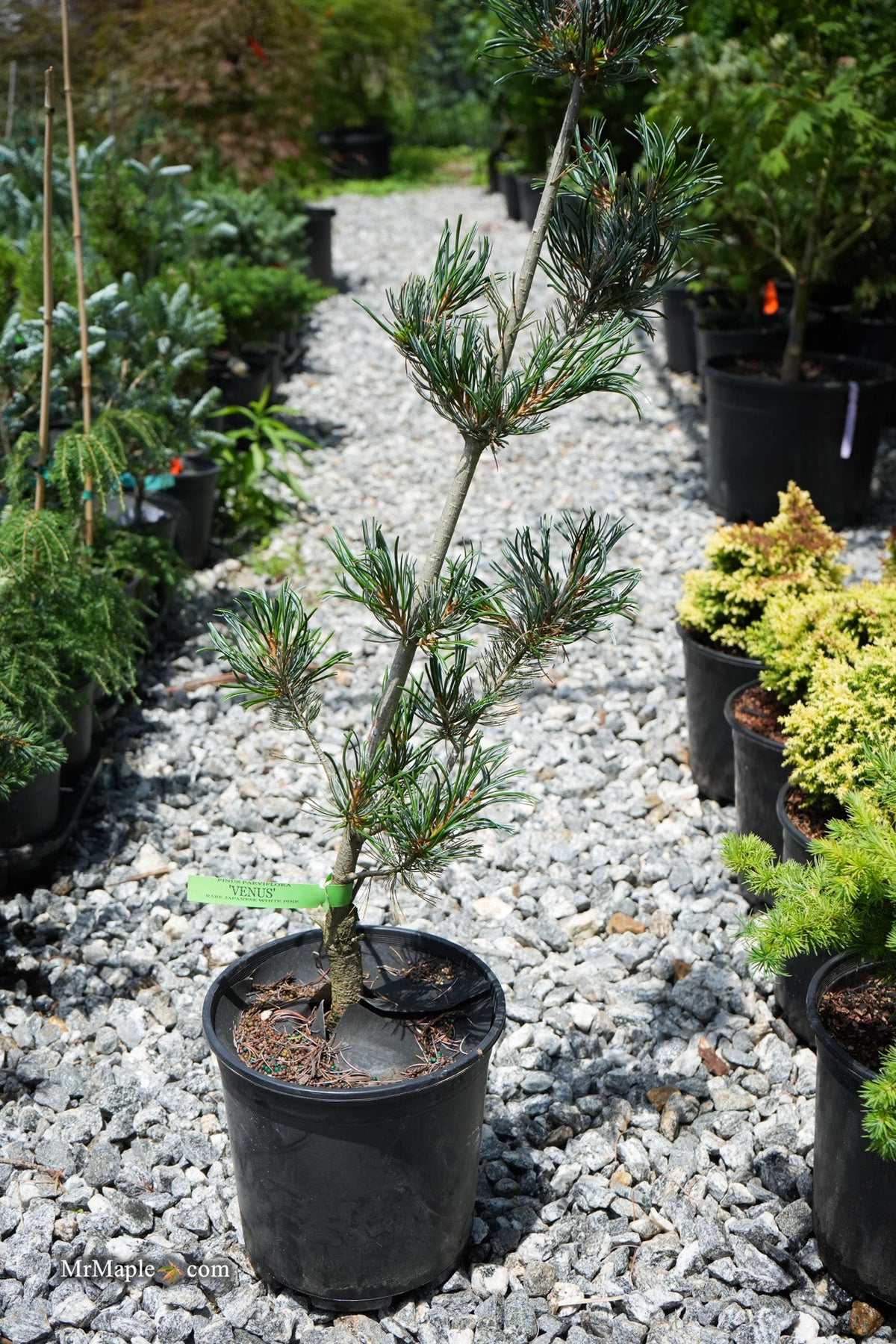 japanese white pine pinus parviflora tree bonsai Buy Pinus parviflora 'Venus' Japanese White Pine Tree — Mr Maple │ Buy  Japanese Maple Trees