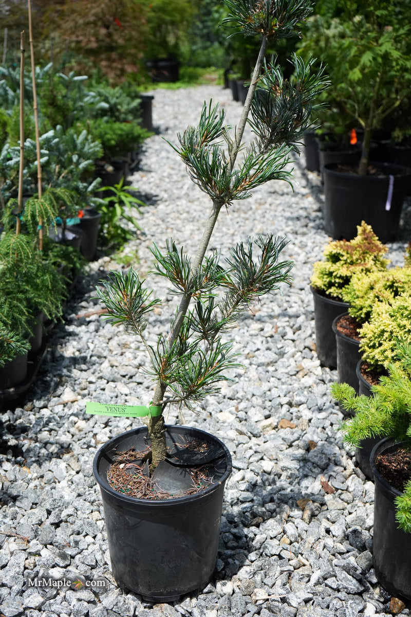 Pinus parviflora 'Venus' Japanese White Pine Tree