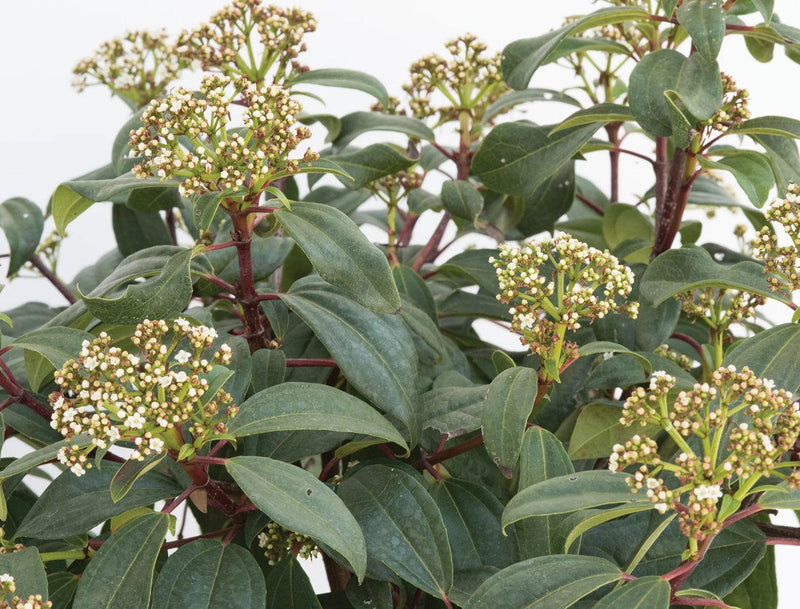 Viburnum davidii x tinus 'Moonlit Lace' Flowering Viburnum - Mr Maple │ Buy Japanese Maple Trees