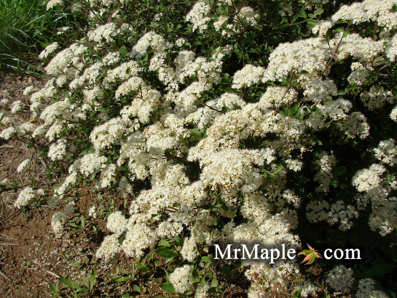 Viburnum dilatatum 'Daruma' Small Leaf Dwarf Japanese Viburnum - Mr Maple │ Buy Japanese Maple Trees