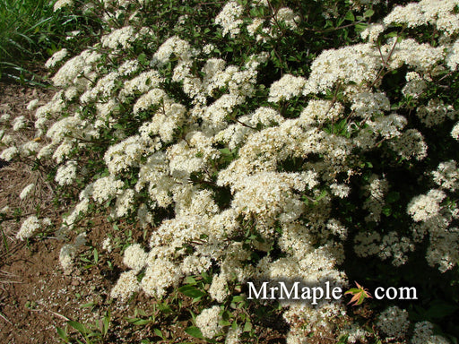 Viburnum dilatatum 'Daruma' Small Leaf Dwarf Japanese Viburnum - Mr Maple │ Buy Japanese Maple Trees