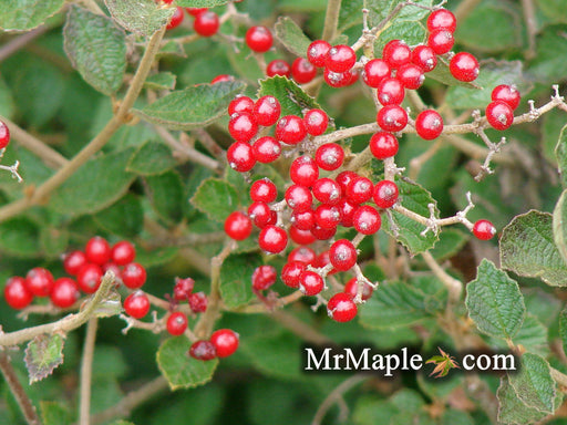 Viburnum dilatatum 'Daruma' Small Leaf Dwarf Japanese Viburnum - Mr Maple │ Buy Japanese Maple Trees