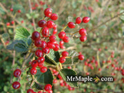 Viburnum dilatatum 'Daruma' Small Leaf Dwarf Japanese Viburnum - Mr Maple │ Buy Japanese Maple Trees