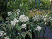 Viburnum henryi Rare Evergreen Flowering Viburnum - Mr Maple │ Buy Japanese Maple Trees