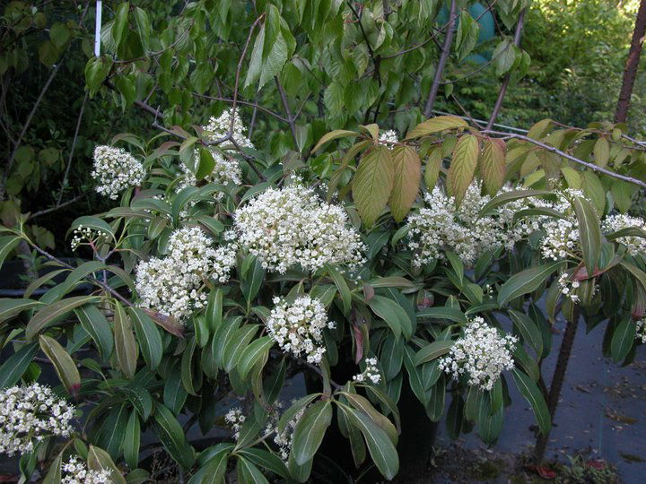 Viburnum henryi Rare Evergreen Flowering Viburnum - Mr Maple │ Buy Japanese Maple Trees