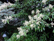 Viburnum henryi Rare Evergreen Flowering Viburnum - Mr Maple │ Buy Japanese Maple Trees