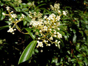 Viburnum henryi Rare Evergreen Flowering Viburnum - Mr Maple │ Buy Japanese Maple Trees