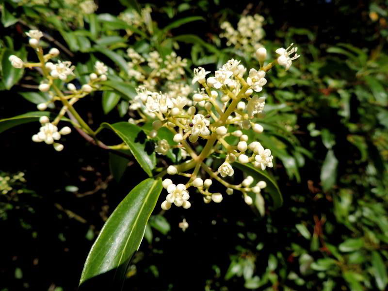 Viburnum henryi Rare Evergreen Flowering Viburnum - Mr Maple │ Buy Japanese Maple Trees